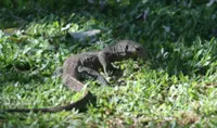 Thailand’s monitor lizards tipped as next big ‘economic animal’ in luxury leather