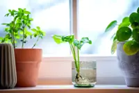 Growing plants in water: Which ones work best, how to care for them