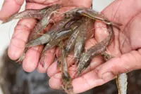 Hit by US tariffs, Indonesia plans to sell shrimp to China instead