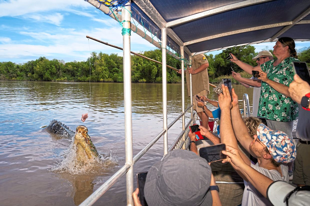 Tour guide Dylan Bowman lures a saltwater crocodile as his passengers record on their smartphones on the Adelaide River.