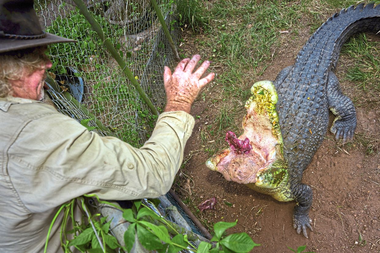Trevor Sullivan feeds Shah, one of the 13 pet crocodiles on his sprawling property.