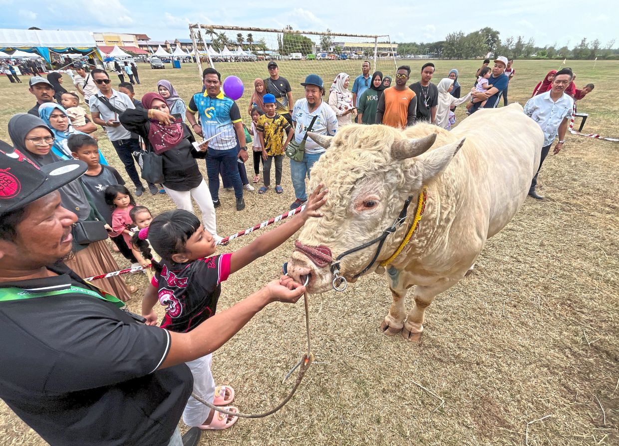 Left: Visitors checking out Charolais cattle, known locally as‘lembu sado’.