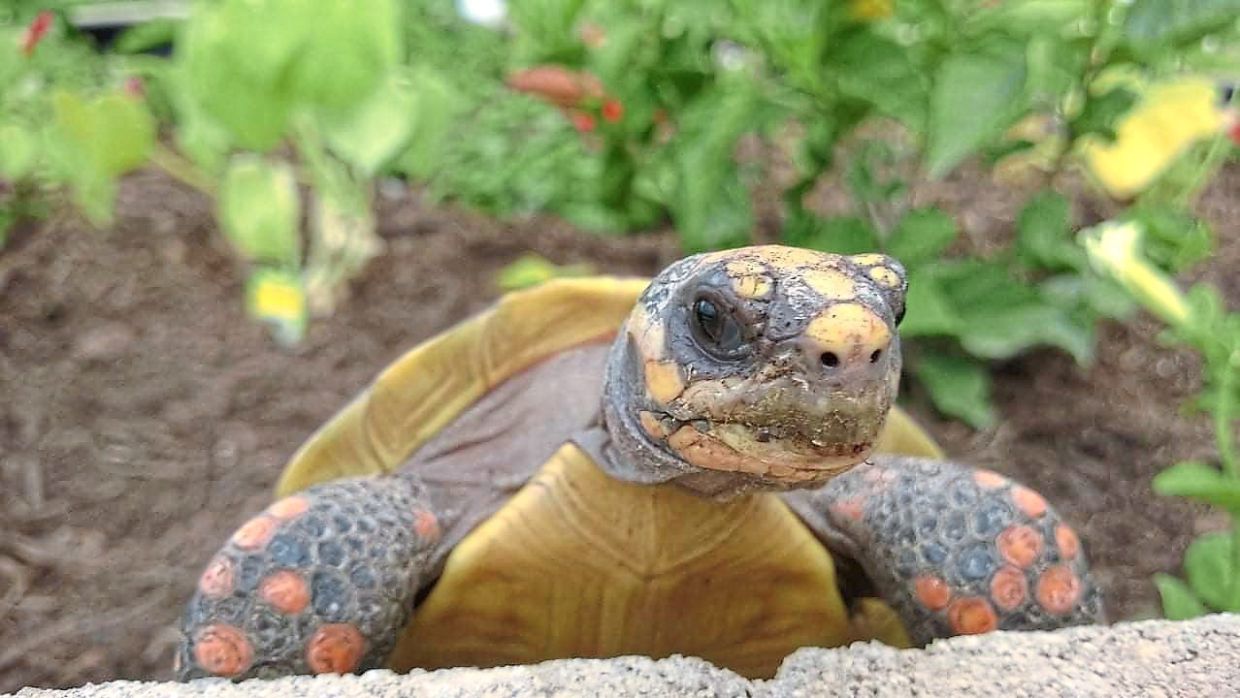 Ooi’s tortoises roam freely in his home garden in Johor Bahru. Photo: OOI KANG SHEN