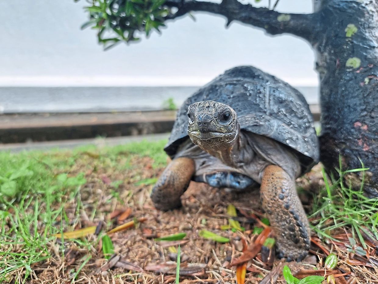 Ooi says his tortoises are attached to him. Photo: OOI KANG SHEN