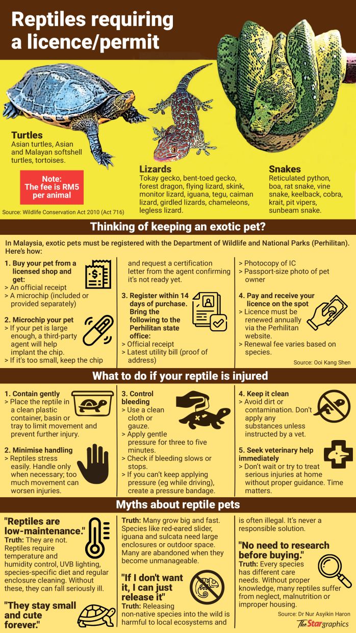 Tips to care for a reptile. Photo: StarGraphics