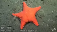 Patrick Star and 'Sweet Potato' sea cucumber: underwater robot live stream captivates Argentines