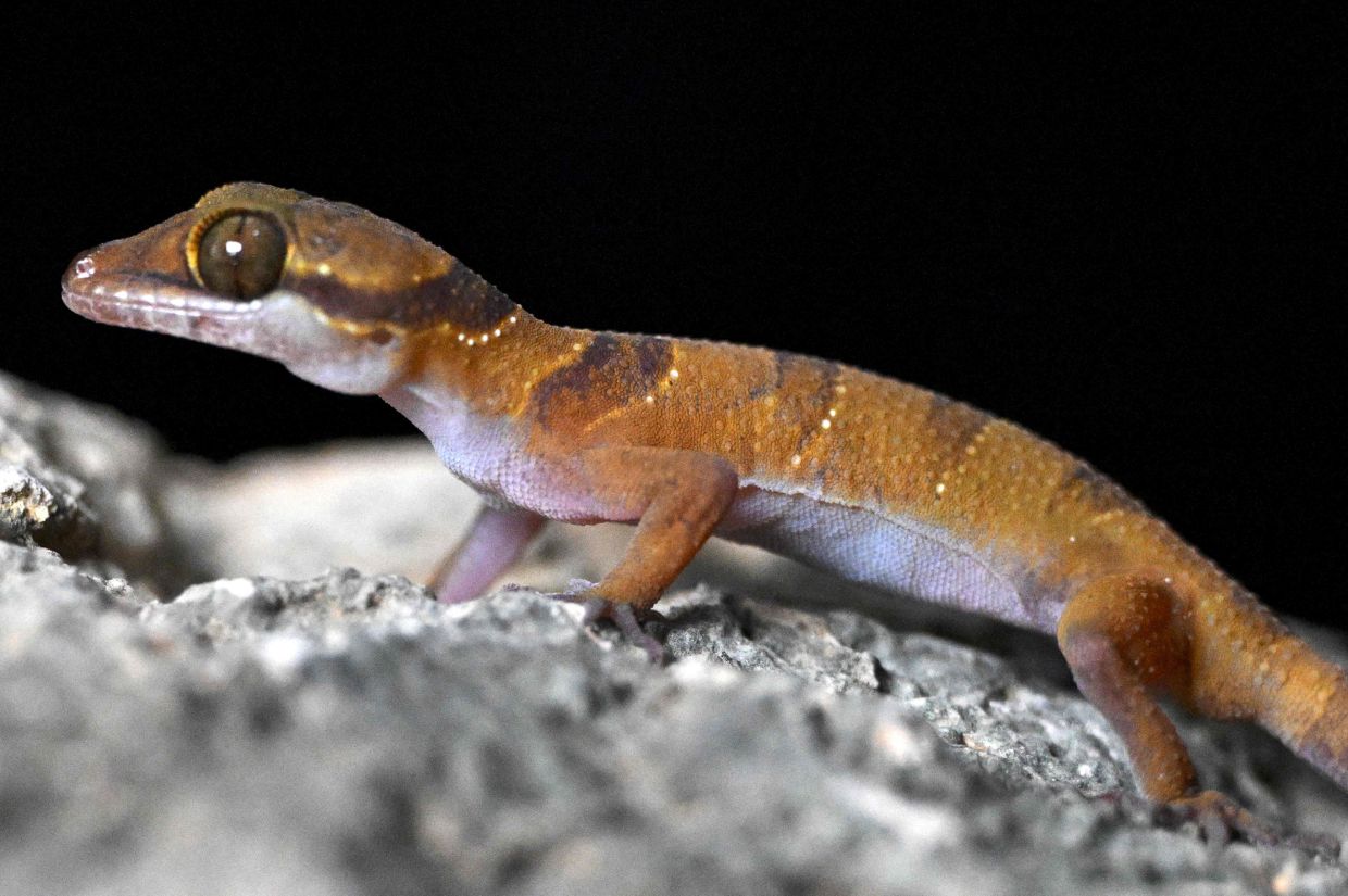 A gecko looking on as conservationists take pictures of them in a hotel room. - AFP
