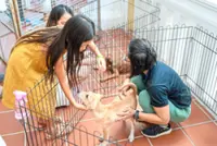 Giving stray animals chance, not pity