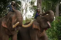 Cambodia's tourism ministry partners up to protect Ratanakkiri’s last domestic elephants
