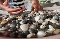 Fisheries Dept urges halt on shellfish harvest in PD following elevated biotoxin levels