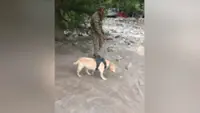 Four paws, one mission: Indian Army’s canine warriors brave landslides and floods to save lives near Harsil