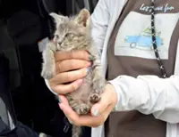 150 cats neutered during event on ‘Cat Island’ in Fukuoka; residents work to improve health of furry neighbours