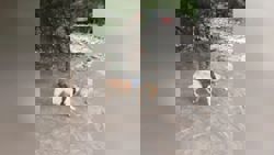Four paws, one mission: Indian Army’s canine warriors brave landslides and floods to save lives near Harsil