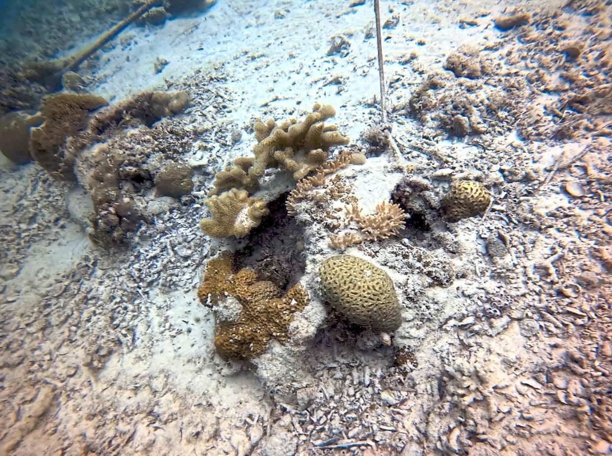 A view of other reef ball sites.