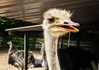 QuickCheck: Do male ostriches incubate eggs?