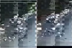 ‘Heartbreaking’: Bear in India refuses to abandon dying cub struck by speeding car