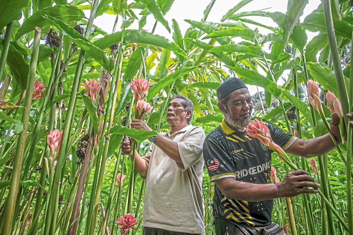 Closer look: Abd Halim (left) and Mohammad Hazwan checking the condition of the kantan flowers at their farm in Taiping. — Bernama