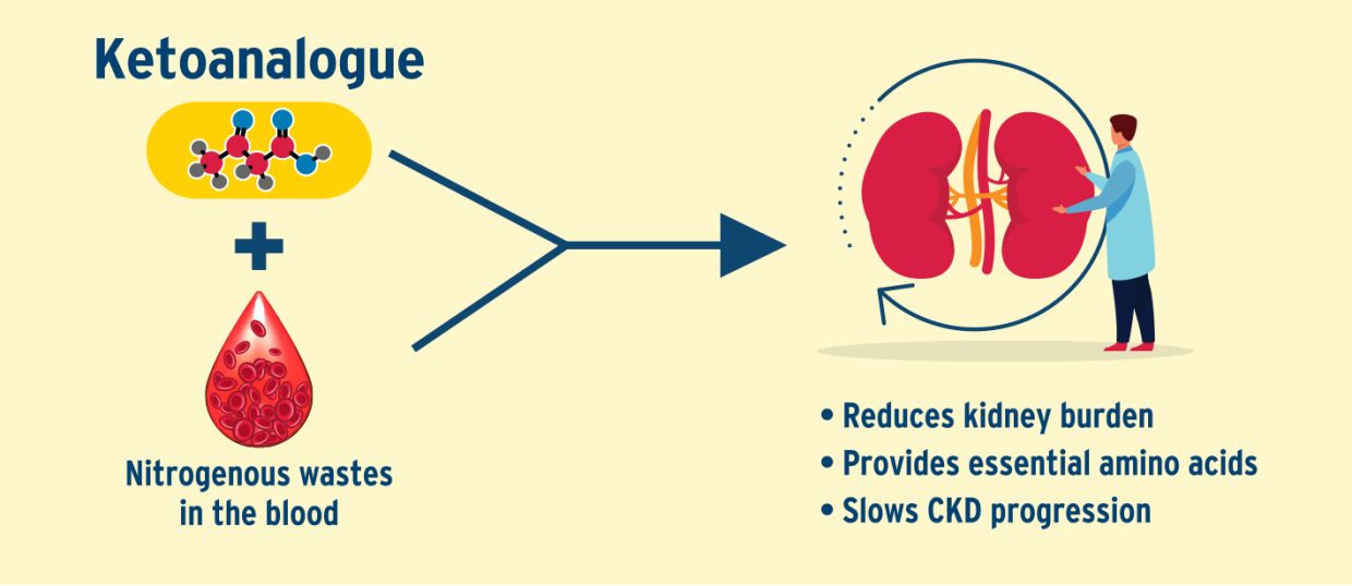 Ketoanalogues aid in CKD management by binding to nitrogenous wastes in the blood to reduce kidney burden and provide essential amino acids to slow the progression.