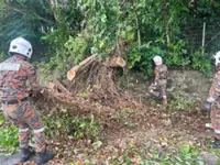 Duo hurt as tree falls on car in Putatan
