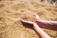 Trump urges China to quadruple soybean orders