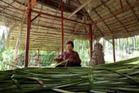 Urgent action needed to protect indigenous land rights in Malaysia
