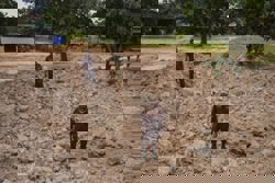 Thai soldiers injured in landmine blast near the Cambodia border, confirms govt