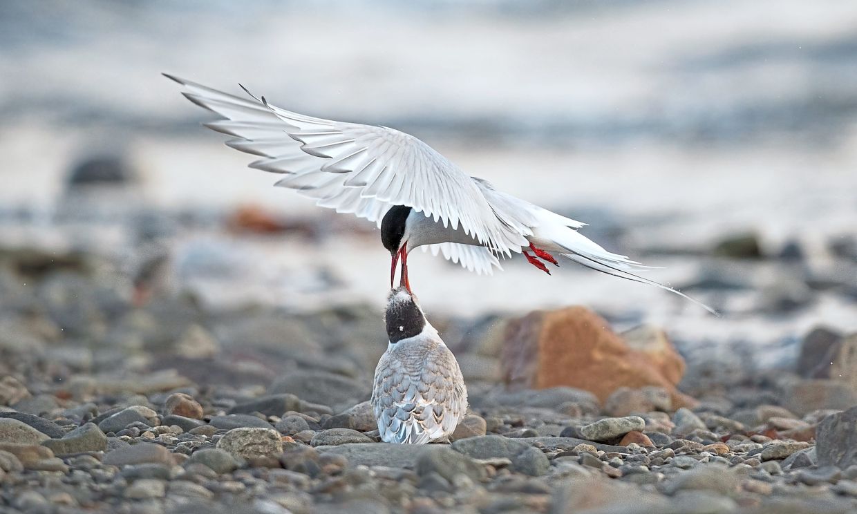 An Arctic tern tenderly feeding its chick along the stony shore, wings spread wide against the chill of Norway’s Svalbard coast.