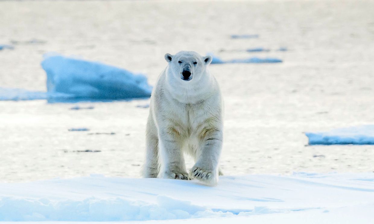 A polar bear striding across the sea ice of Storoya, Norway, its powerful presence framed by drifting icebergs and the frozen Arctic expanse.