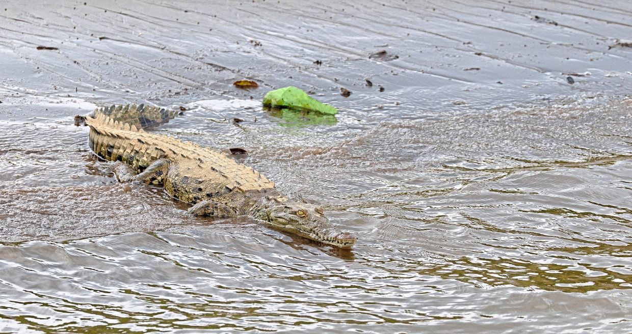 A crocodile gliding silently along the muddy shallows of the Tarcoles, a constant reminder to anglers of the wild company they keep.