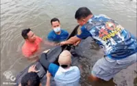 Stranded whale rescued along Philippine coastline in Agusan del Norte