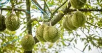 Laos upskills durian farmers for global market access