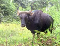 Amp up efforts to protect Sabah's critically endangered banteng, says Liew