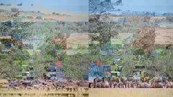 Rangers urge tourists to refrain from disrupting animal migration in Masai Mara