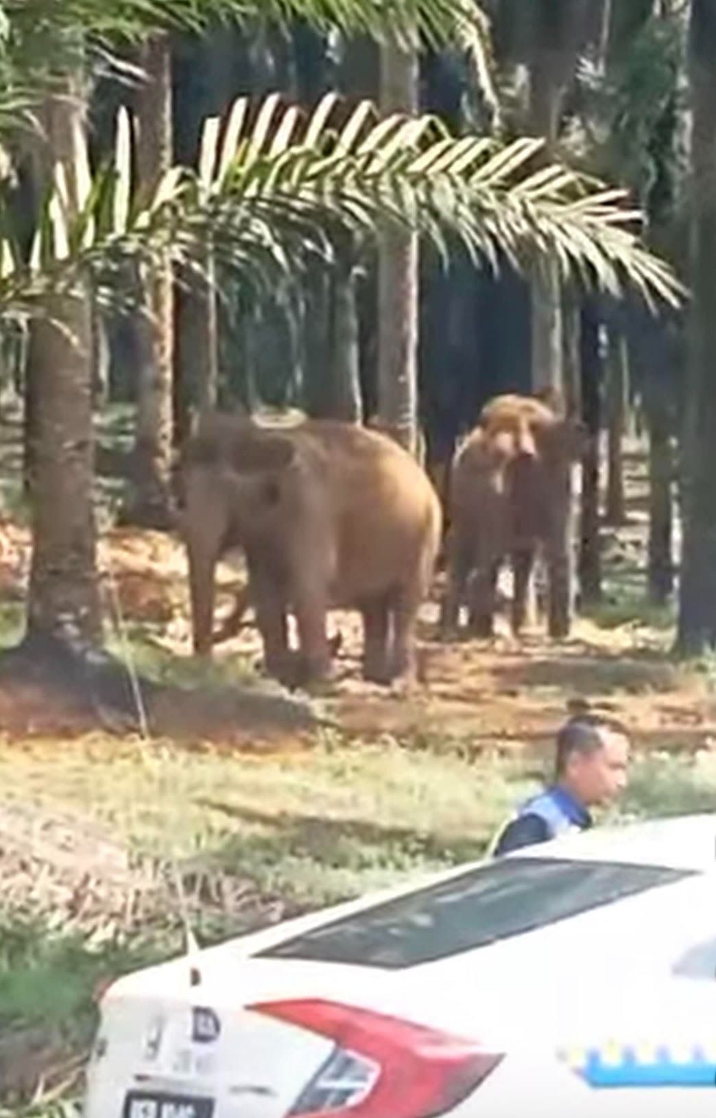 Screenshot of a social media posting showing Sanu and Cherry which were brought from the Kuala Gandah Elephant Conservation Centre to assist with the translocating process of two wild elephants.