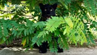 National park in Thailand releases photo of black panther greeting tourists