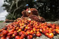 Malaysia raises Sept crude palm oil reference price, lifting duty to 10%
