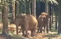 Perhilitan brings in 'specialist' elephants to aid capture of wild tuskers