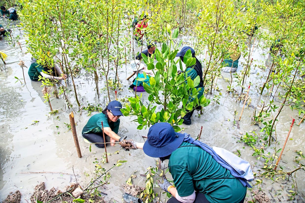  The ‘bakau kurap’ planting is part of the collaboration between DRB-Hicom and UiTM. 