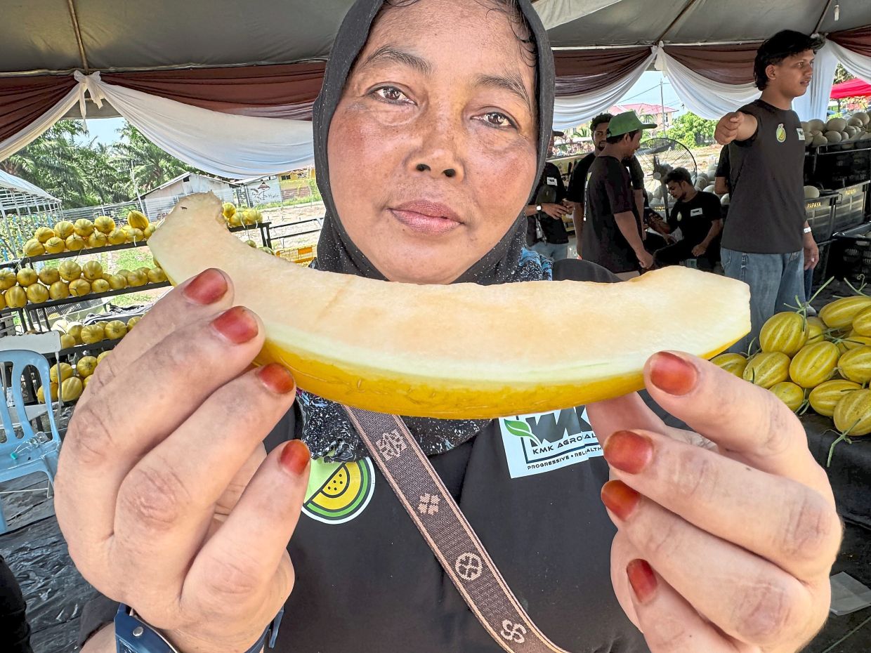 Sweet and crunchy melosel developed specifically for Selangor. 