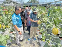 Melosel, a uniquely S’gor gourd