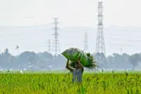 Agrinas CEO quits,  blasts govt, Danantara 