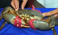 Vietnam crab cash flows in as exports snap decade record