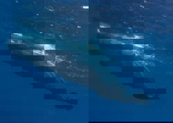 How scientists are using drones to study sperm whales