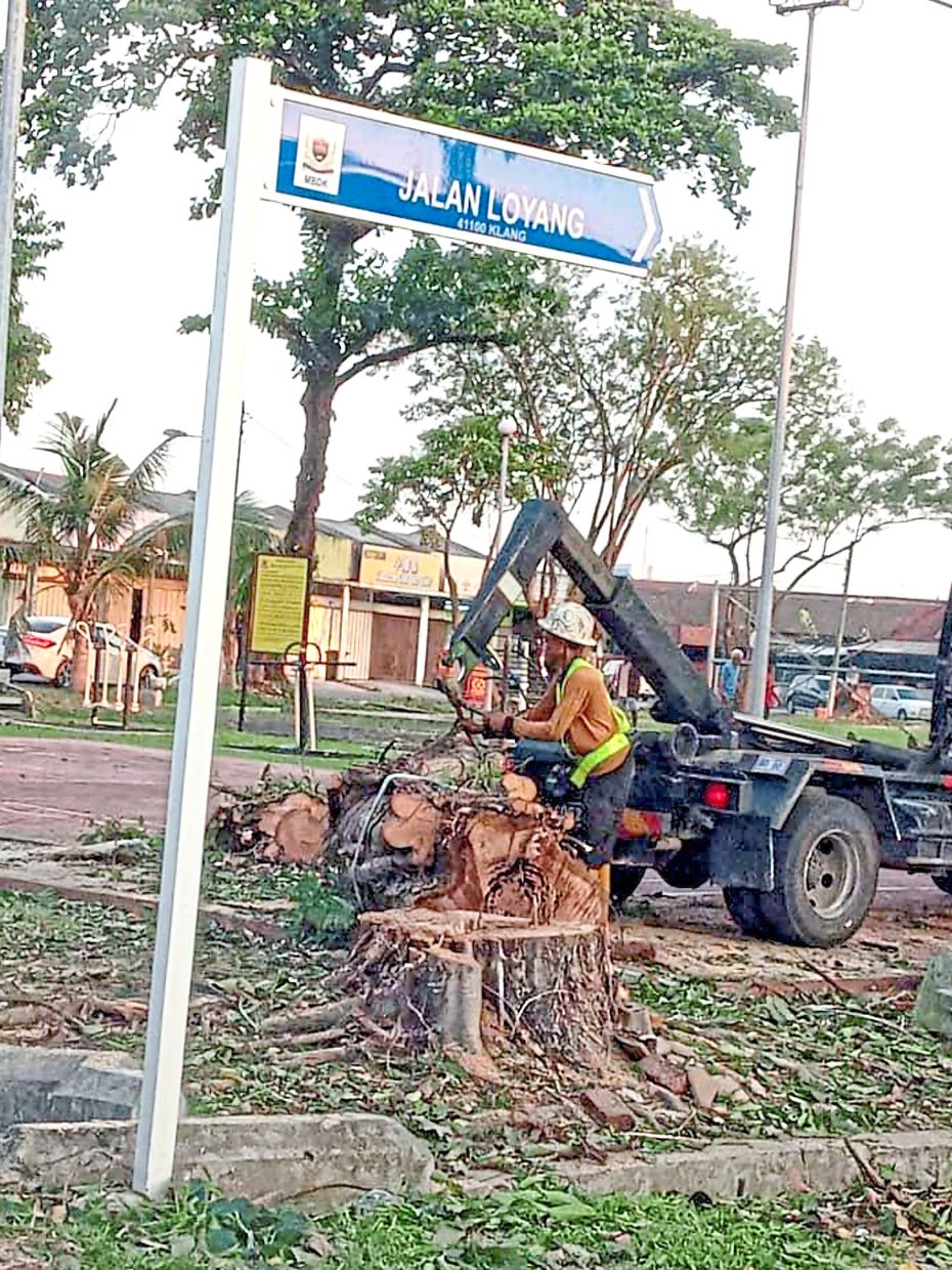 A tree being felled in Taman Melawis, Klang.