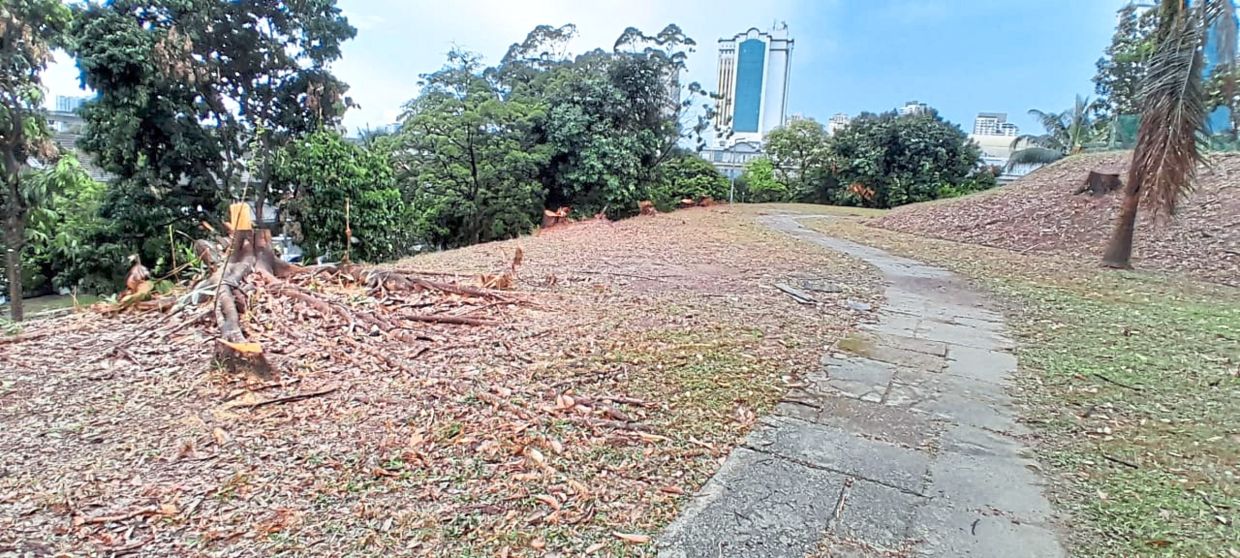 The aftermath of 35 trees being chopped down in USJ2, Subang Jaya. — Filepic