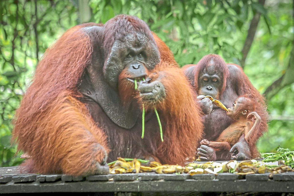 In landscapes where forest and plantation meet, well-managed corridors can offer orangutans a lifeline between shrinking habitats.