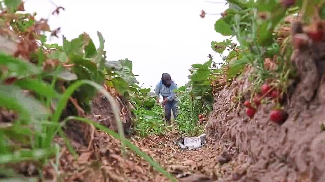 Immigration raids have sent waves of fear through the farmworker community in the strawberry capital of California. Flor, a Mexican migrant with a permit to work in the fields, says the raids are also taking a toll on her children, who fear she will be detained. — Reuters