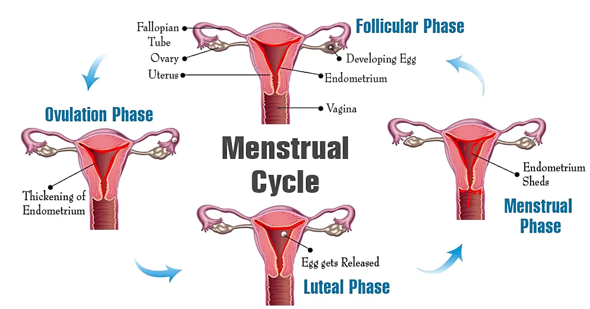 One possible reason why some women feel that cycle syncing works for them is the effects of hormonal fluctuations during the various phases of the menstrual cycle. — Elara Care/Wikimedia Commons