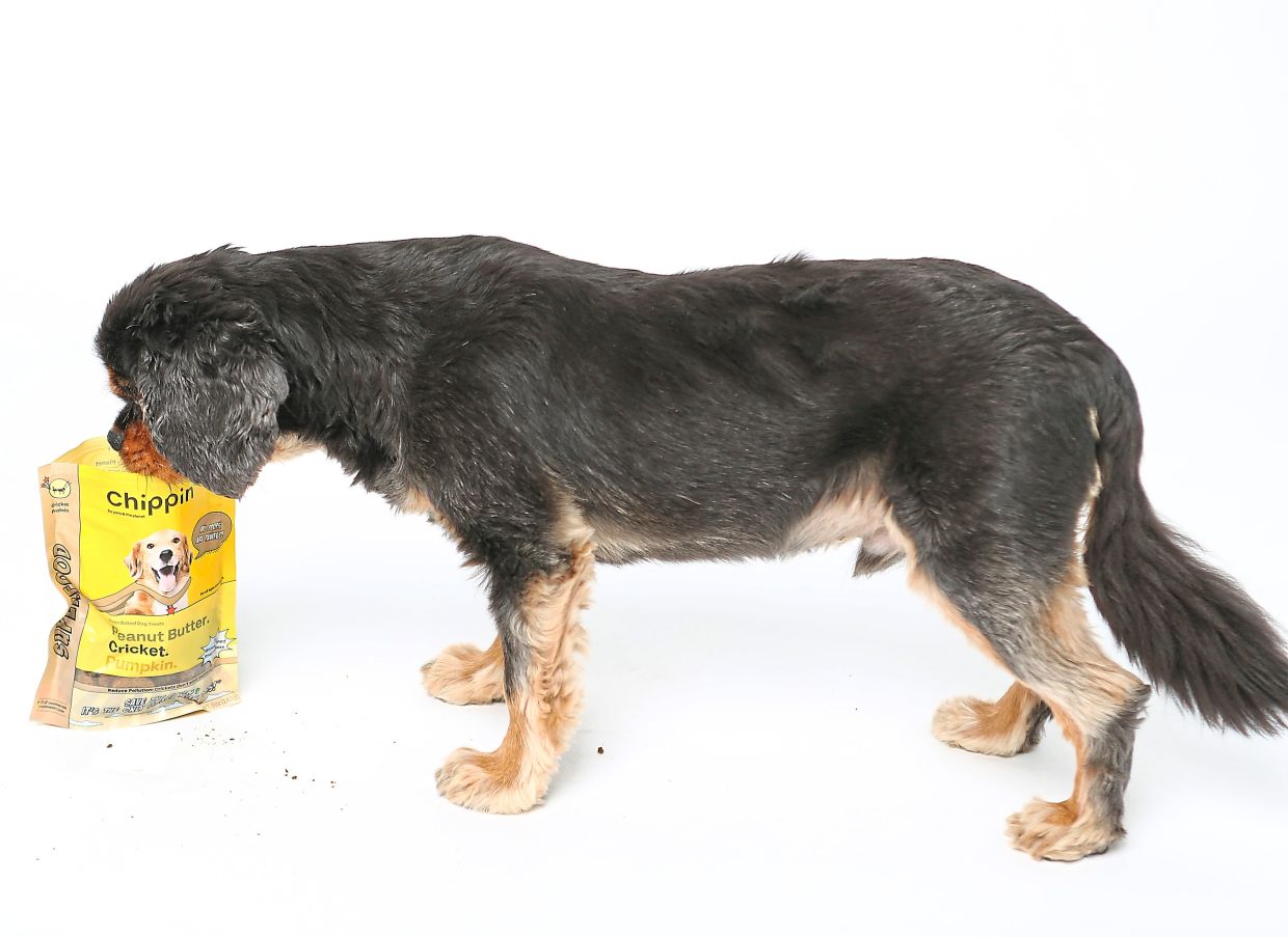 Stunning Puppies Eating Backyard Insects image