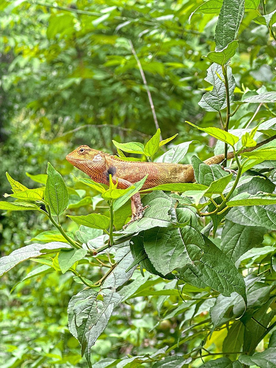 You can catch creatues like this lizard at the complex during the wet season.